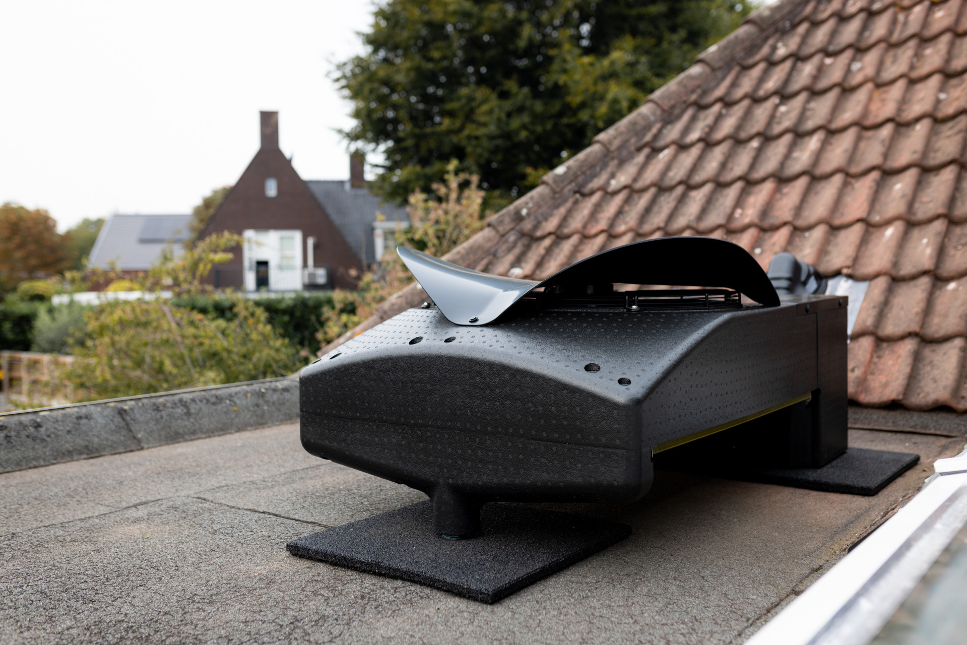 Weheat Blackbird